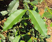Madan (Garcinia schomburgkiana) (ähnliches Bild) (Blätter)