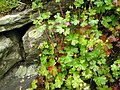 Geranium lucidum in Wales