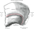Vnější pohled na temenní kost