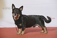 Lancashire Heeler