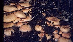 Gymnopilus aeruginosus.jpg