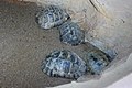 Mór teknősök (Testudo graeca)