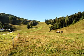 Rinder und Pferde auf der Huttereralm