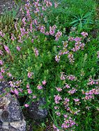 Ύσσωπος ο φαρμακευτικός (Hyssopus officinalis).