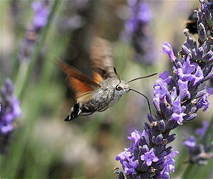 Moro sphinx (Macroglossum stellatarum). (définition réelle 1 280 × 1 078*)