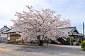 文殊堂前の桜