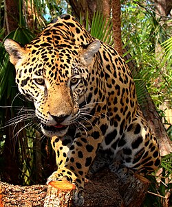 Jaguar on Junior Jaguar Belize Zoo Jpg