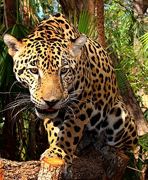 English: A three-year-old jaguar kept at the B...