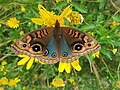 Junonia Genoveva Macho