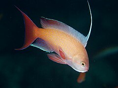 Pseudanthias squamipinnis, un anthias (Anthiinae).