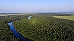 Forest and river from above