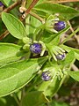 Blauwe aardappelstruik (Solanum rantonnetii)