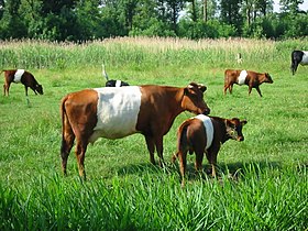 Image illustrative de l’article Lakenvelder (race bovine)