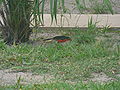 Goldscheitelwürger Yellow-crowned Gonolek