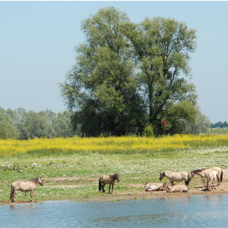 Nieuwe natuur ontstaan na kleiwinning (Leeuwensche waard)