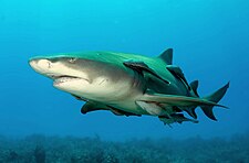 Lemonshark (2). 
 jpg