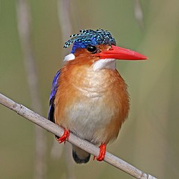 Pescuitorul malachit (Corythornis cristatus cristatus) Namibia.jpg