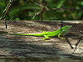 Male (Green form)