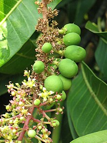 Deogad (Devgad), Maharashtra, Hindistan’da Alfonso mango ağacı çiçekleri ve olgunlaşmamış meyvelerine yakın görüntü