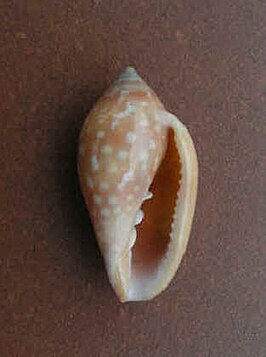 Marginella sebastiani