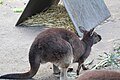 Westliches Graues Riesenkänguru (Macropus fuliginosus)