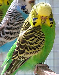 The budgerigar gets its yellow color from a psittacofulvin pigment and its green color from a combination of the same yellow pigment and blue structural color. The blue and white bird in the background lacks the yellow pigment. The dark markings on both birds are due to the black pigment eumelanin. Melopsittacus undulatus.jpg
