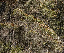 Overwintering on Oyamel fir (Abies religiosa)
Piedra Herrada, Mexico Monarch butterflies (Danaus plexippus plexippus) on Oyamel fir (Abies religiosa) Piedra Herrada.jpg