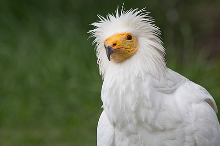 Egyptian vulture, by Kadellar