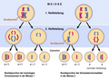 Non-Disjunction