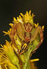 Mecaphesa asperata