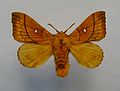 A dead specimen of dark orange/brown moth, spread out on a white background.