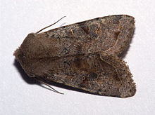 Orthosia incerta01.jpg