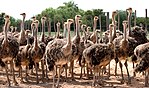 Oudtshoorn Ostriches - Garden Route, Южная Африка (3919286396) .jpg