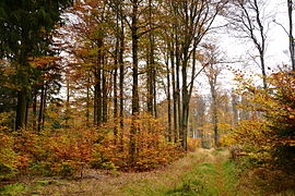 Bučina na Kienhaidě