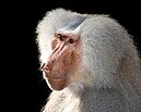 Primate - Wikidata