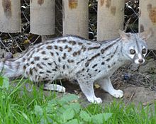 Pardine Genet в Wingham Wildlife Park