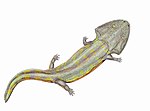 Miniatura para Chigutisauridae