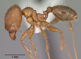 Pheidole perpilosa