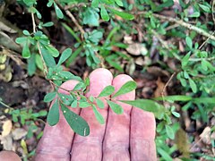 Foliage