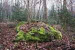 Bois de Chassagne