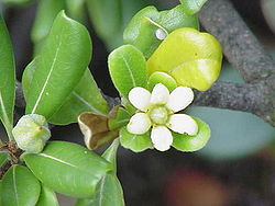 Pittosporum tobira