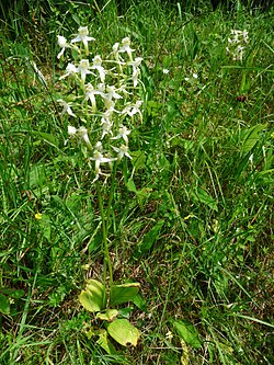 Vemeník dvoulistý, jedna z českých orchidejí