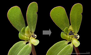 Ouverture d'une capsule de Portulaca oleracea.