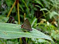 フィリピン、ミンダナオ島・アポ山中の成虫・オス