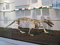 Procynosuchus-Skelett im Wolfgang-Bonhage-Museum Korbach