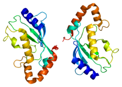 Белок UBE2L6 PDB 1wzv.png