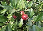 Psidium guineense