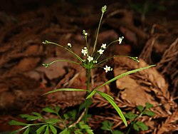 茎葉は単羽状複葉で、羽片は細い線形。複散形花序の花柄は糸状。小花柄は2-3個あって短く、白色の小型の5弁花をつける。