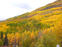 Clonal colonies of different autumnal colors on a mountainside in the Matanuska Valley in Alaska Quakingfallcolors.JPG