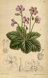 Ramonda serbica или српска рамонда, Curtis's Botanical Magazine, London., vol. 144, 1918.